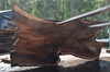Oregon Black Walnut Slab 041321-04 Sauvie
