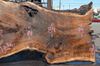Oregon Black Walnut Slab 041321-05 Sauvie