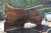 Oregon Black Walnut Slab 041321-05 Sauvie