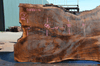 Oregon Black Walnut Slab 041321-06 Sauvie