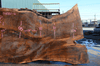 Oregon Black Walnut Slab 041321-06 Sauvie