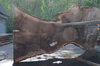Oregon Black Walnut Slab 041321-08 Sauvie
