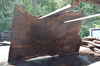 Oregon Black Walnut Slab 041321-10 Sauvie