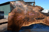 Oregon Black Walnut Slab 041321-14 Sauvie