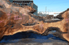 Oregon Black Walnut Slab 041321-14 Sauvie
