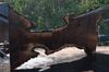 Oregon Black Walnut Slab 041321-14 Sauvie