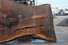 Oregon Black Walnut Slab 041321-16 Sauvie