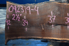 Oregon Black Walnut Slab 042319-04