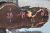 Oregon Black Walnut Slab 042319-07