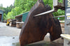 Oregon Black Walnut Slab 052821-2 Sauvie