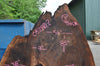 Oregon Black Walnut Slab 052821-2 Sauvie