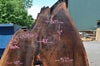 Oregon Black Walnut Slab 052821-3 Sauvie