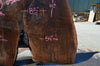 Oregon Black Walnut Slab 052821-4 Sauvie