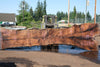 Oregon Black Walnut Slab 080124-01