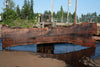 Oregon Black Walnut Slab 080124-02