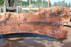 Oregon Black Walnut Slab 080124-02