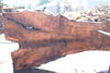 Oregon Black Walnut Slab 080124-03