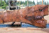 Oregon Black Walnut Slab 080124-03