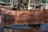 Oregon Black Walnut Slab 080124-05