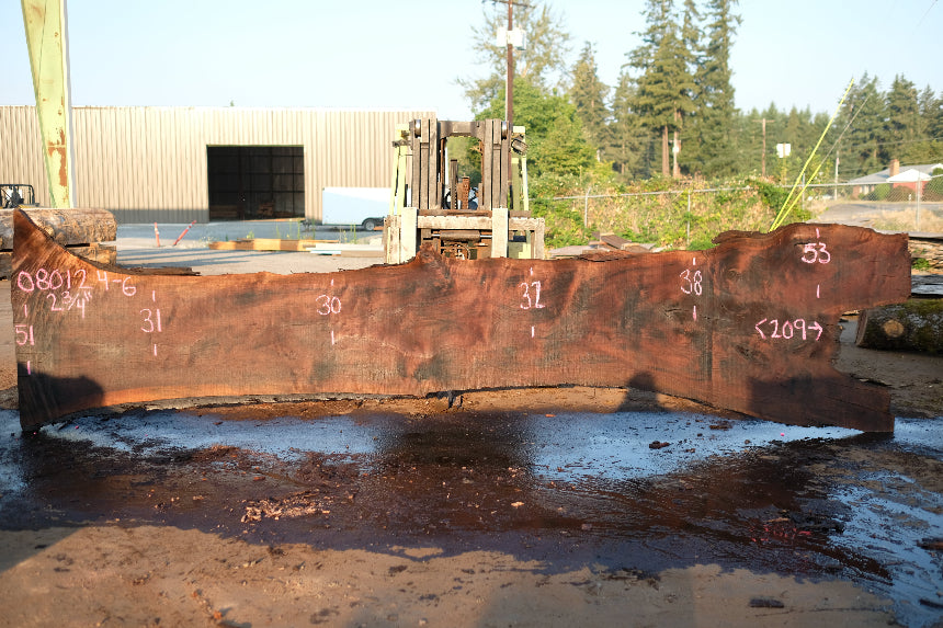 Oregon Black Walnut Slab 080124-06