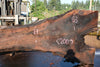 Oregon Black Walnut Slab 080124-07