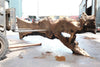 Bastogne Walnut Slab 061623-05