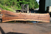 Oregon Black Walnut Slab 062423-01