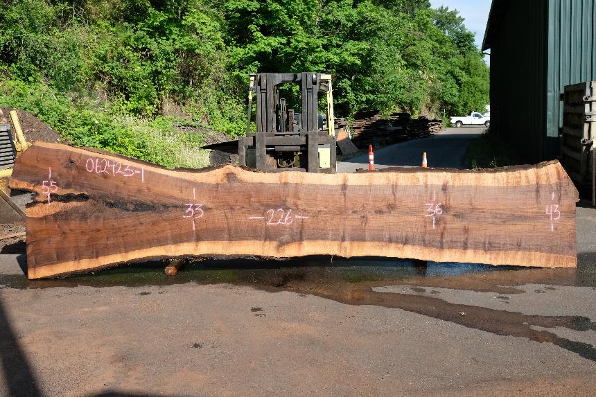 Oregon Black Walnut Slab 062423-01