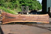 Oregon Black Walnut Slab 062423-01