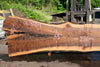 Oregon Black Walnut Slab 062423-01
