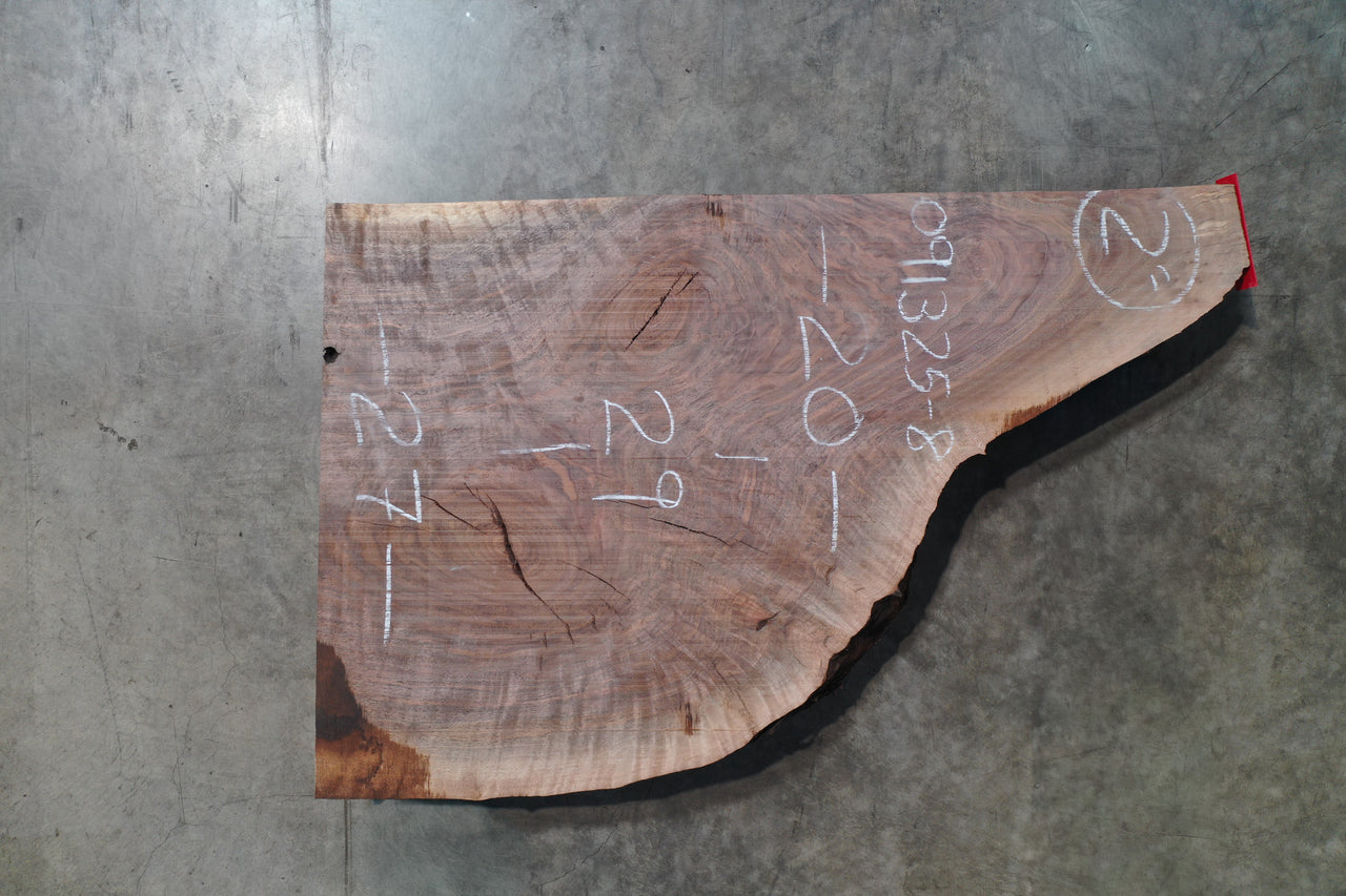 Oregon Black Walnut Slab 091325-08