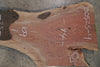 Oregon Black Walnut Slab 100525-9