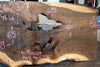 Oregon Black Walnut Slab 042623-07
