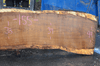 012819-02 Oregon White Oak Slab