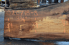 Elm Slab 020718-08