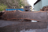 Oregon Black Walnut Slab 020921-08