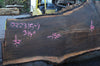 Oregon Black Walnut Slab 022315-04
