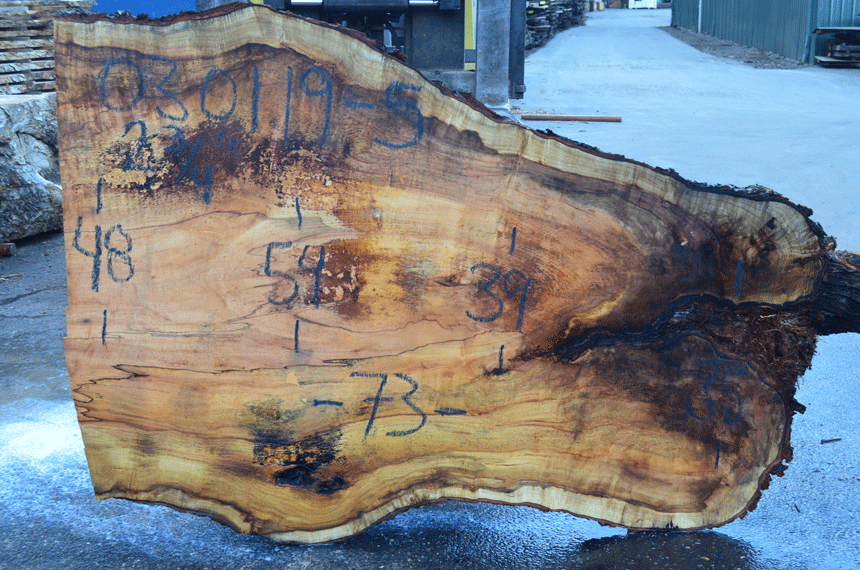 030119-05 Big Leaf Maple Slab