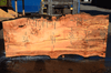 031019-04 Big Leaf Maple
