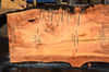 031019-04 Big Leaf Maple