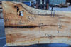 Big Leaf Maple Slab 031920-11