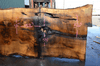 Oregon White Oak Slab 040921-01