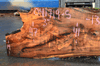 041719-05 Big Leaf Maple Slab