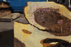 Bastogne Walnut Slab 042720-19