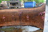 Oregon Black Walnut Slab 050417-11