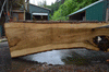 Oregon White Oak Slab 051321-07