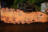 Oregon Fir Slab 060716-01