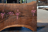 Oregon Black Walnut Slab 062121-05