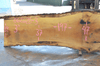 Oregon White Oak 062620-03