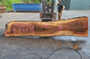 Oregon White Oak 062920-01